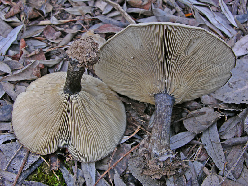 Melanoleuca da determinare.